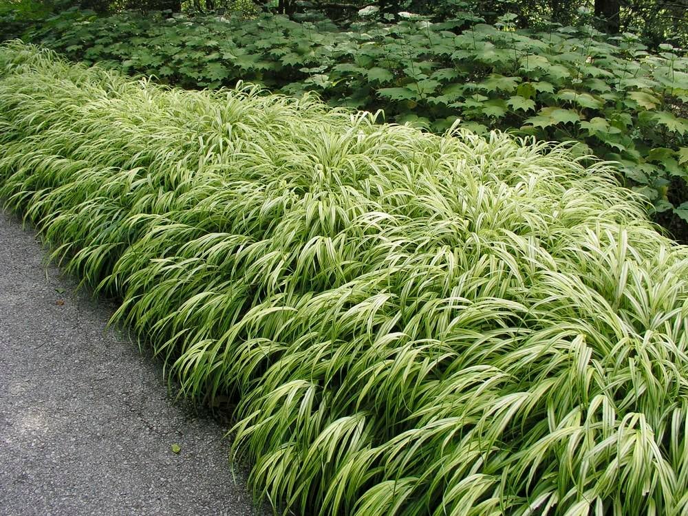 Hakonechloa, Tuin en Terras, Ophalen