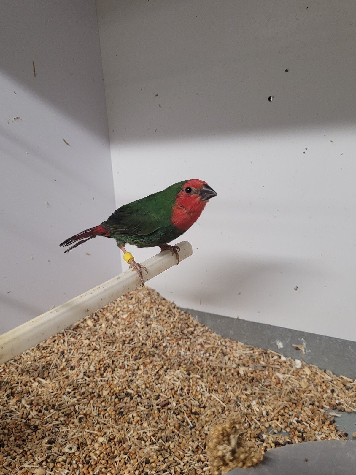 Roodkop papegaaiamadine, Dieren en Toebehoren, Vogels | Overige Vogels, Geslacht onbekend, Geringd
