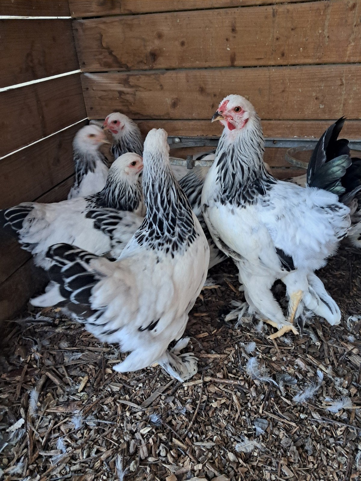 bramha krielen wit zwart, Dieren en Toebehoren, Pluimvee