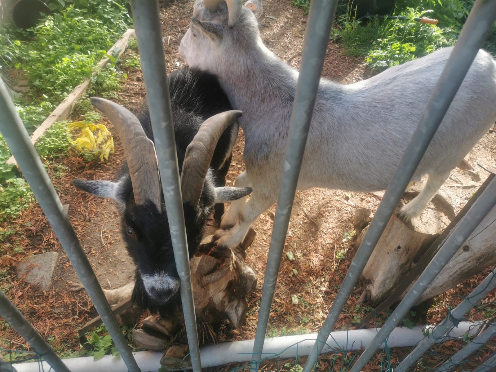 2 dwerg geit bokjes, Dieren en Toebehoren, Mannelijk, Geit