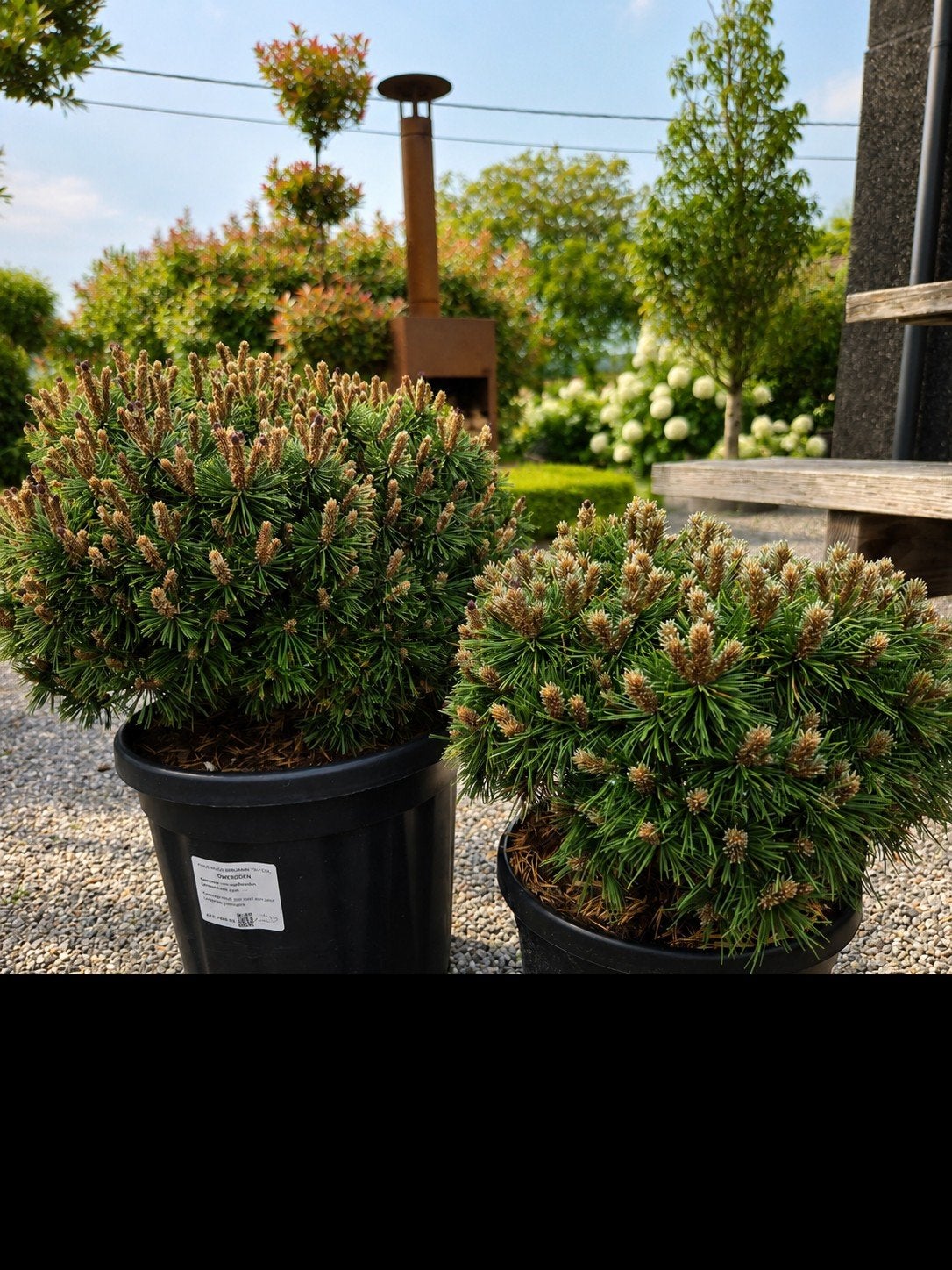 Pinus Mugo Benjamin bol, Tuin en Terras, Planten | Bomen, Ophalen