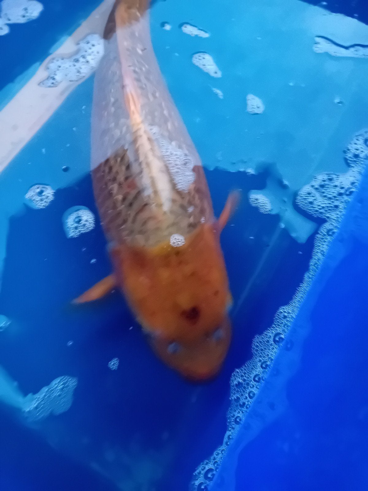 golden Corn/karashigoi, Animaux & Accessoires, Poissons | Poissons d'étang, Carpe ou Koï