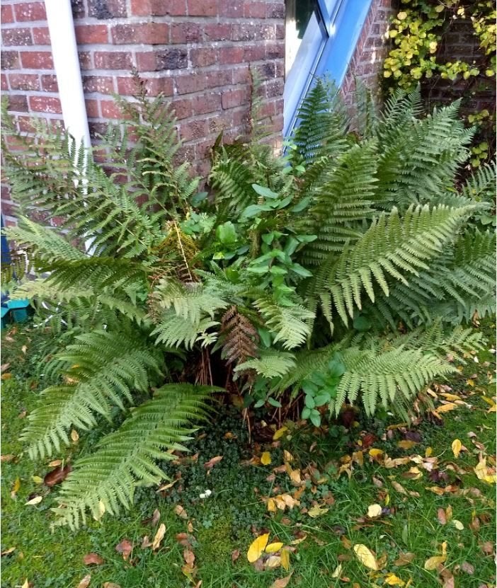 Mannetjesvaren-Dryopteris filix-mas, Jardin & Terrasse, Enlèvement, Mi-ombre