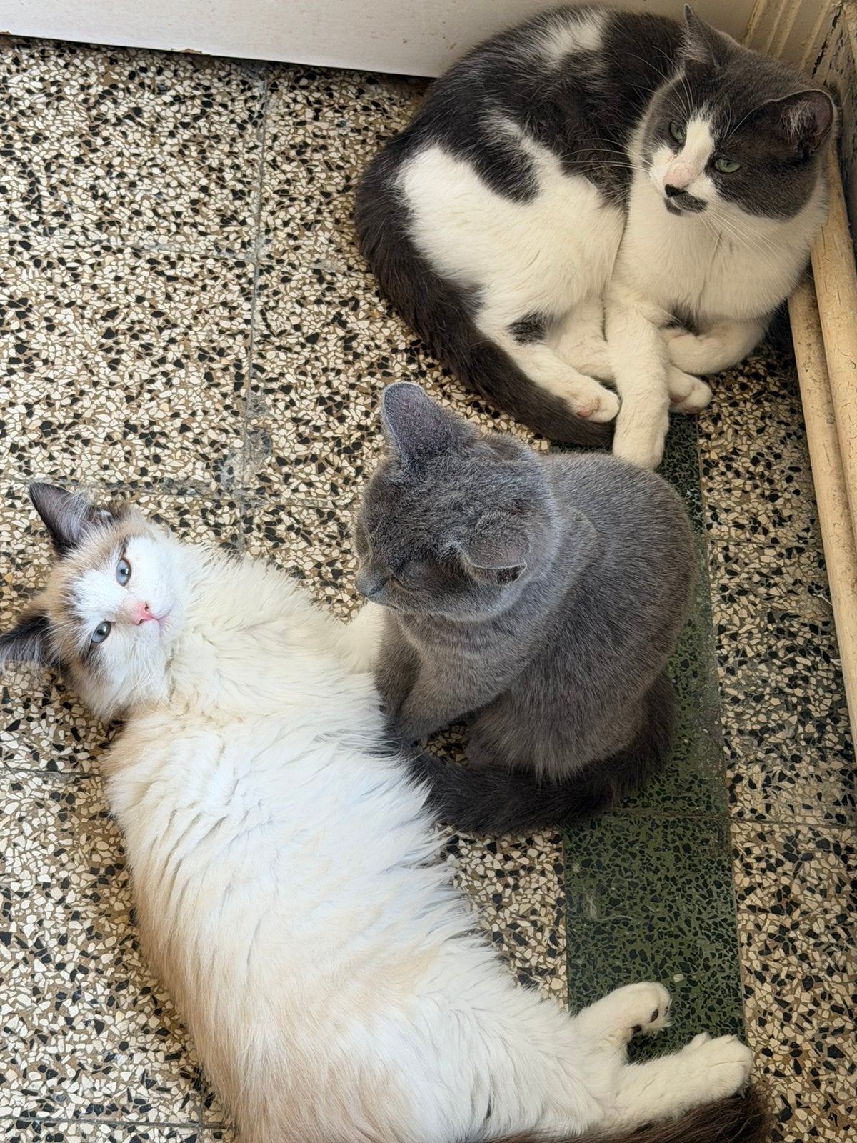 Chaton a vendre, Animaux & Accessoires, Enlèvement