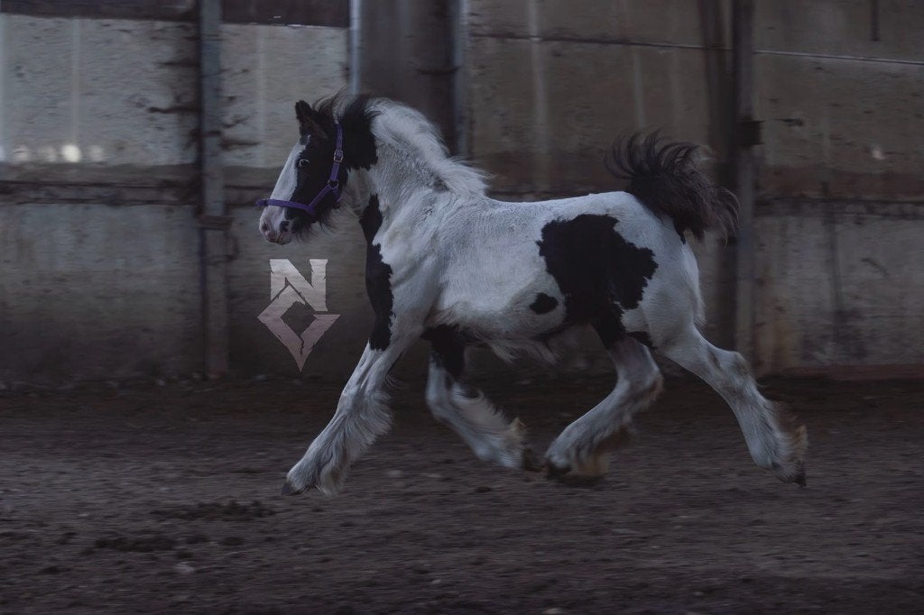 Prachtig, lief en sociaal tinker/irish cob veulen, Dieren en Toebehoren, Merrie, Minder dan 160 cm, Met stamboom, Niet van toepassing