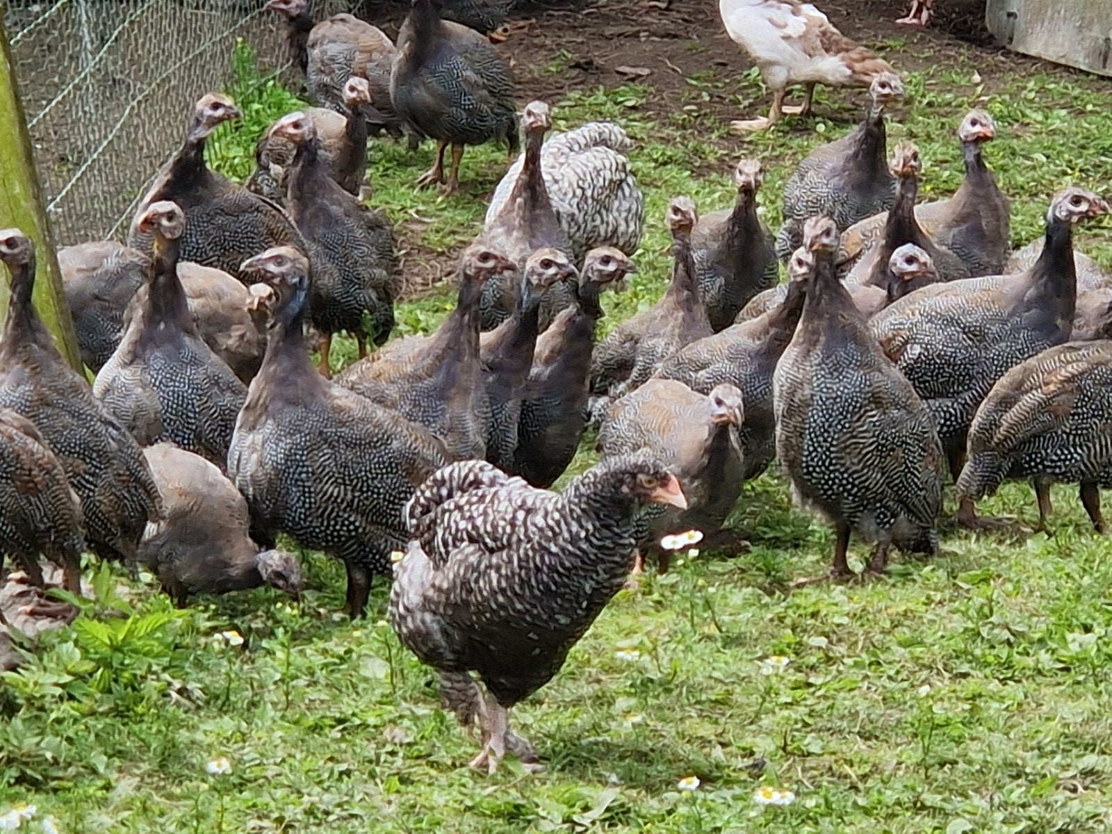 Parelhoenders, Dieren en Toebehoren