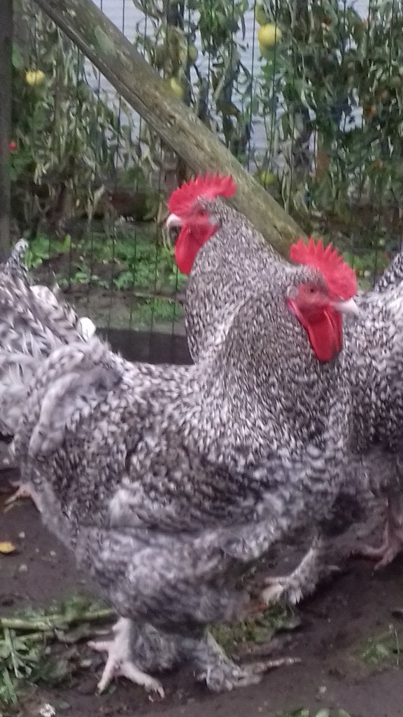 Jonge (fok) haan Mechelse koekoek