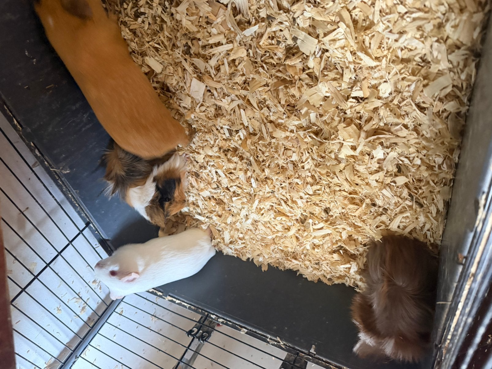 Cavias, Dieren en Toebehoren, Maart, Cavia