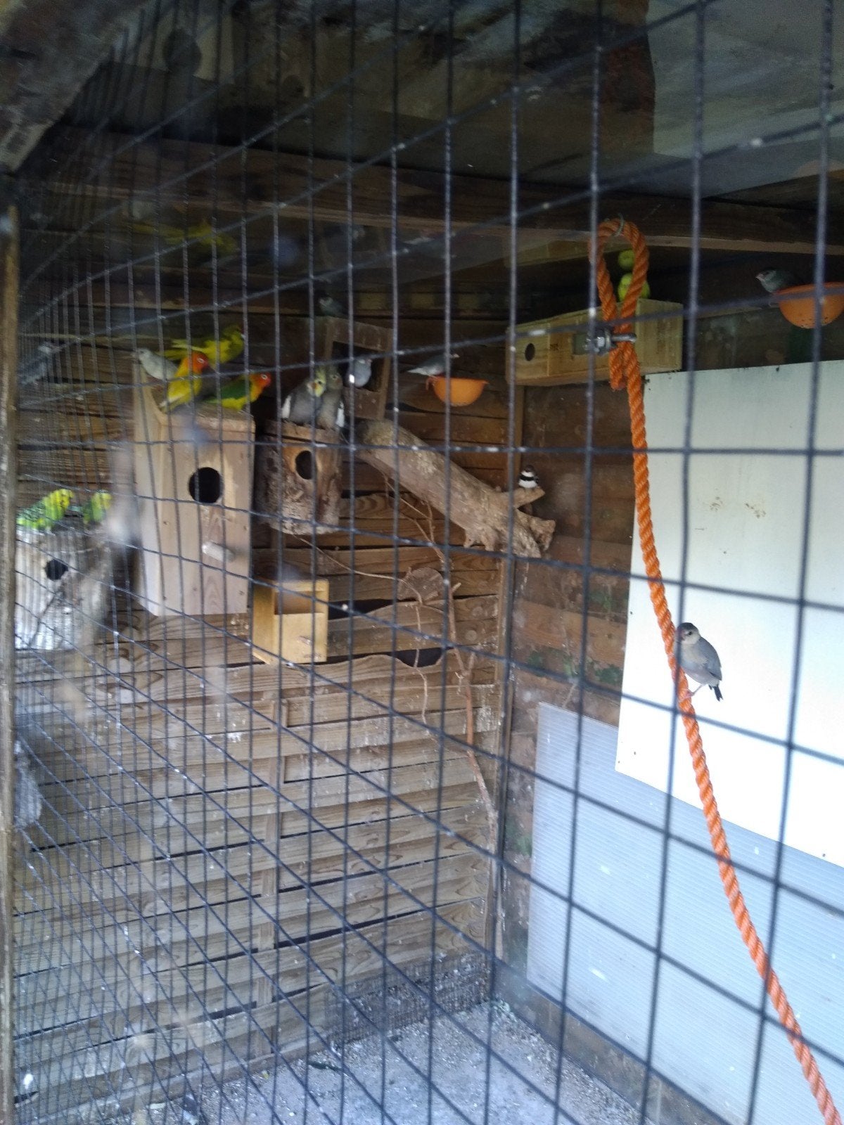 Rijstvogels te koop 9 vogels!