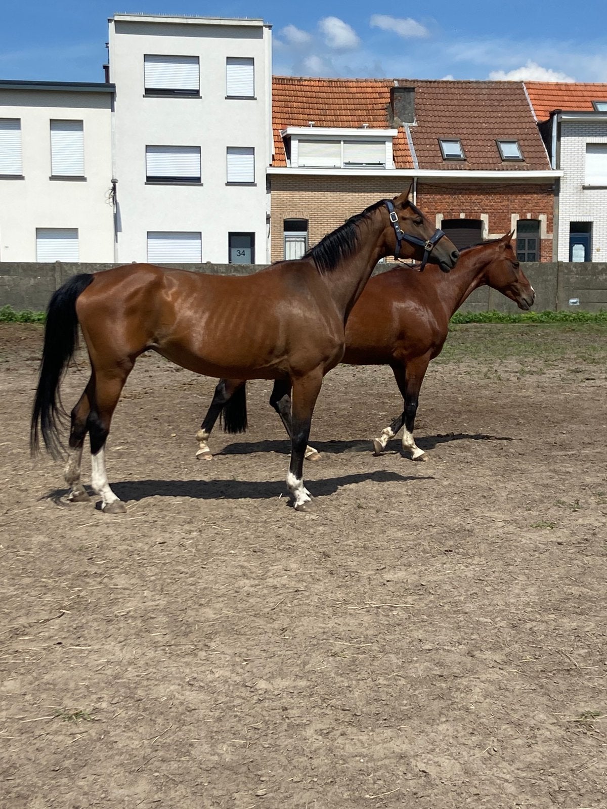 Allround recreatie paard, Dieren en Toebehoren, Paarden, Merrie