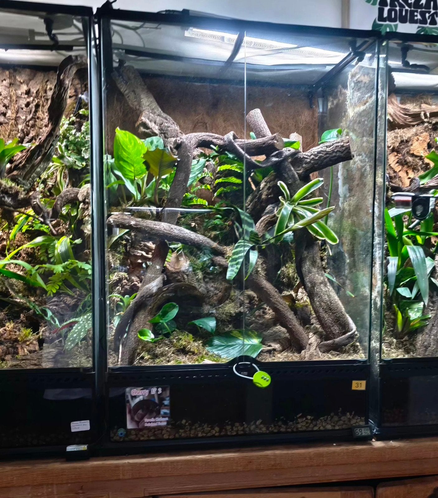 1 ExoTerra 60x45x90 100% complete natuurlijke biotoop, Dieren en Toebehoren, Reptielen en Amfibieën | Toebehoren, Zo goed als nieuw