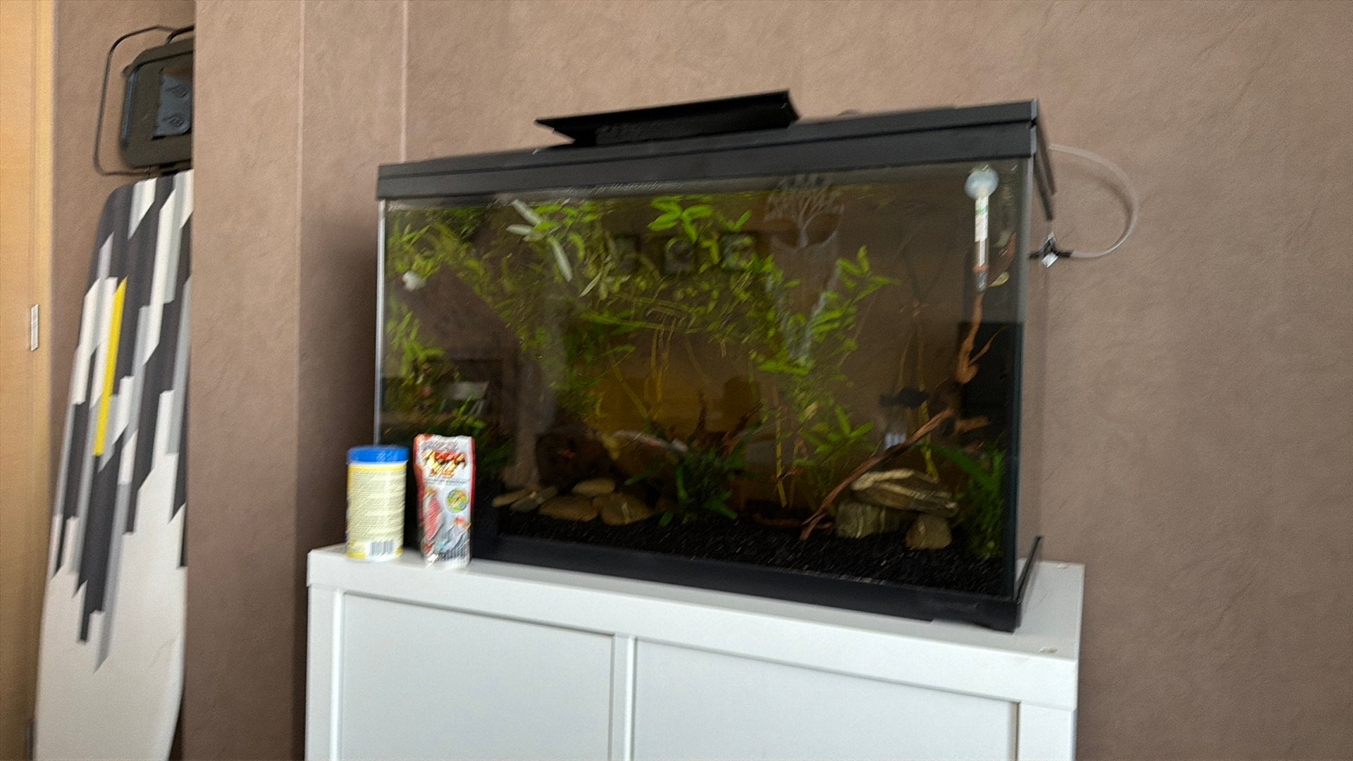 Aquarium 100 liter, Comme neuf, Enlèvement, Superfish, Aquarium d'eau douce rempli