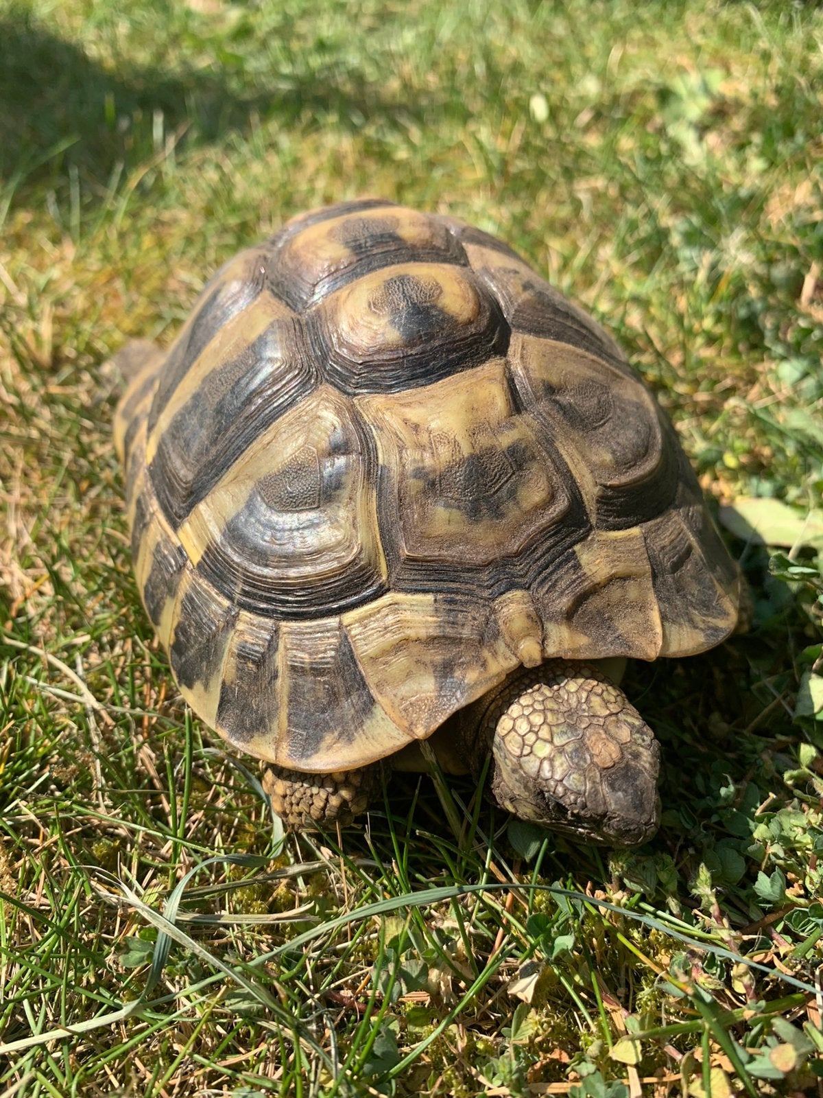 Testudo boettgeri, Dieren en Toebehoren, Schildpad, 7 tot 10 jaar
