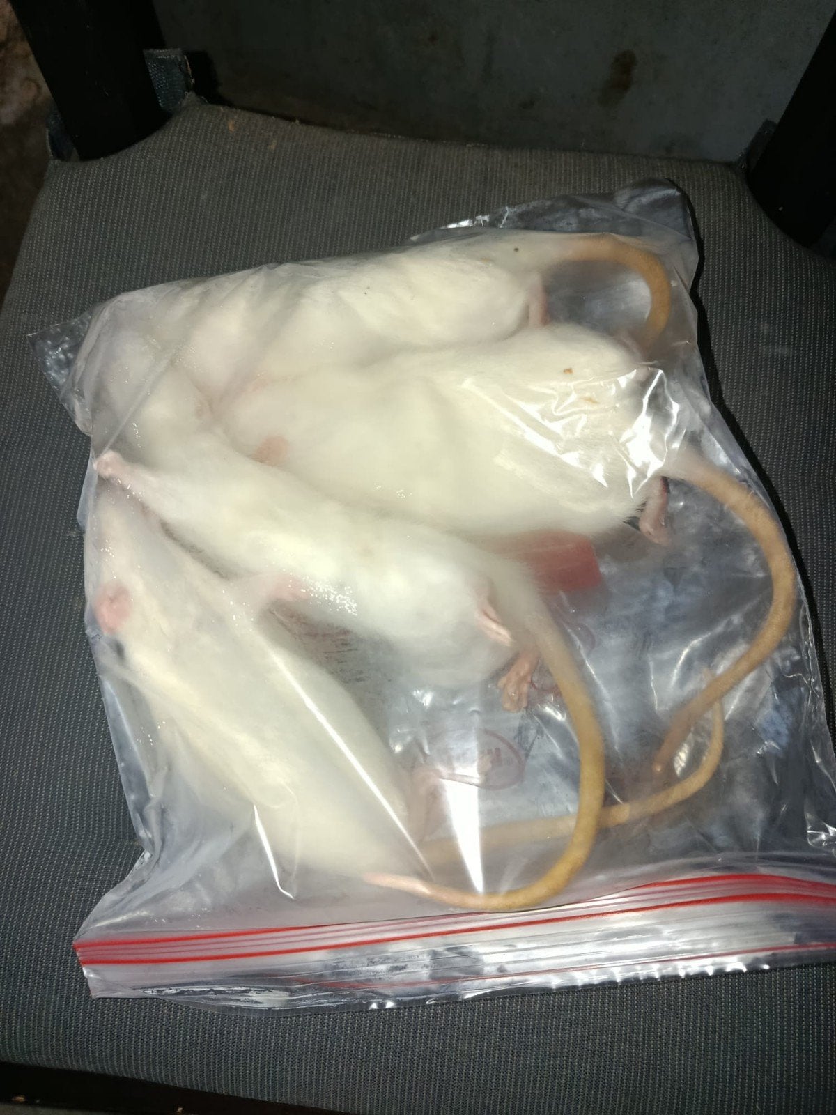 Ratten