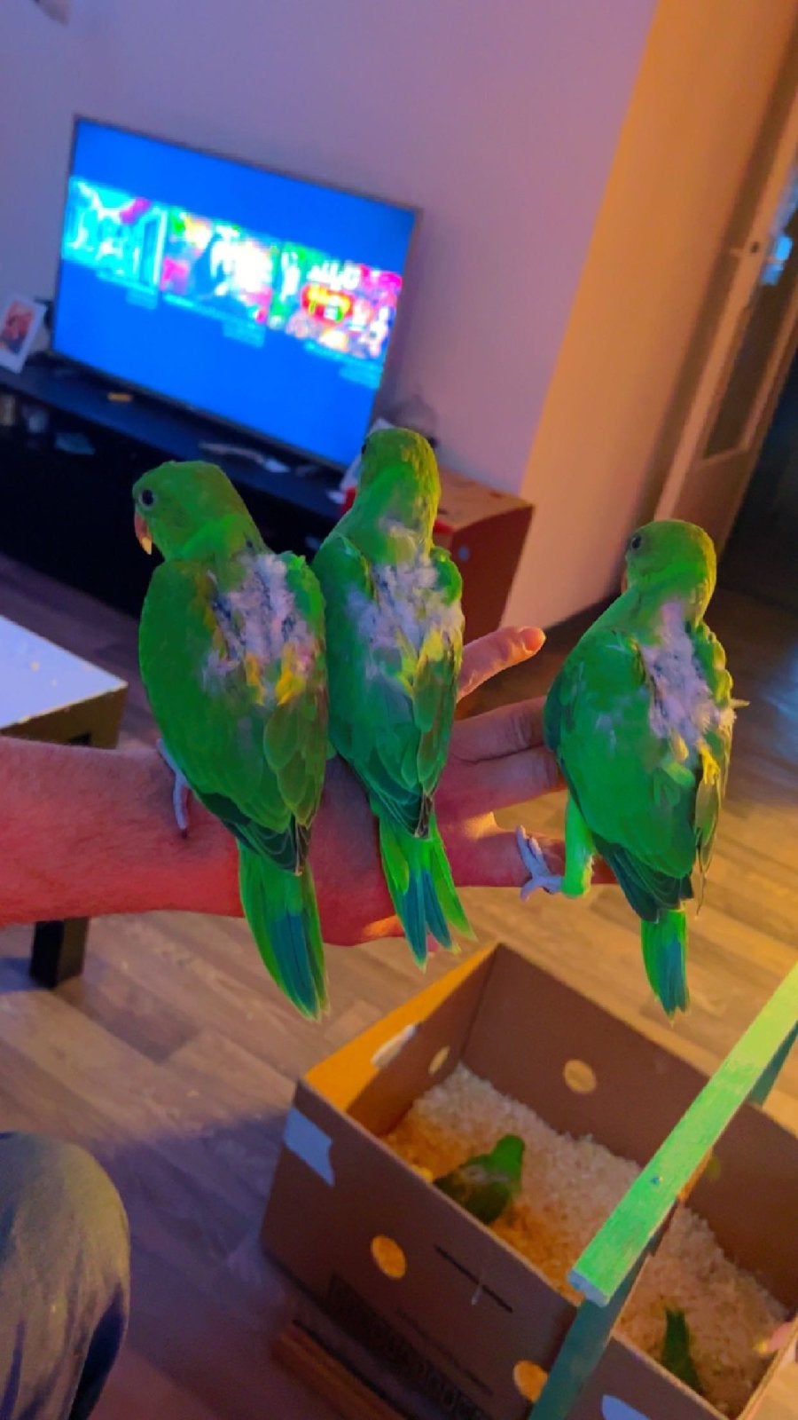 jonge papegaaien, Dieren en Toebehoren, Vogels | Parkieten en Papegaaien