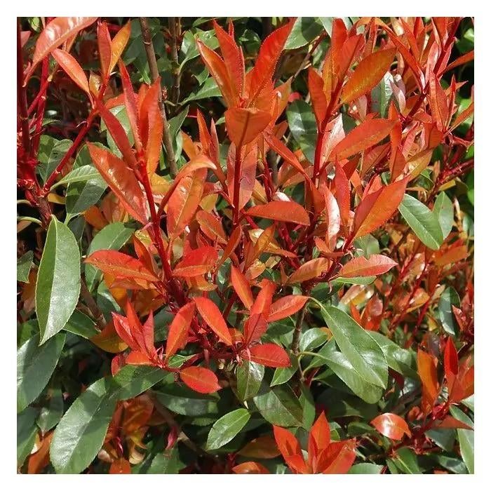 Photinia fraseri carré rouge, Tuin en Terras, Ophalen, Overige soorten, Struik, Minder dan 100 cm