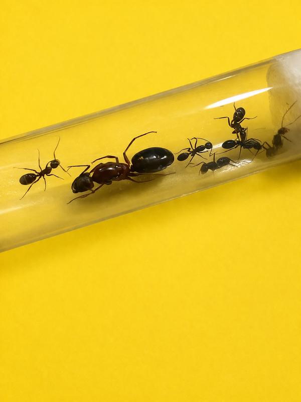Camponotus Turkestanicus koningin met 1-10 werksters, Dieren en Toebehoren, Insecten en Spinnen