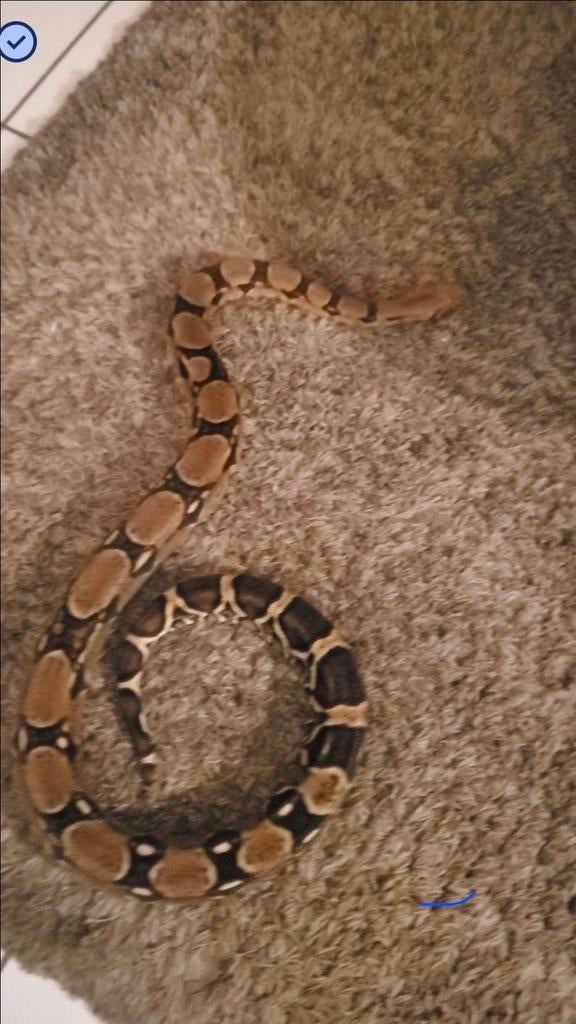 Imposante Boa Constrictor Imperator (V) – 2m90, Serpent, Domestique, 3 à 6 ans