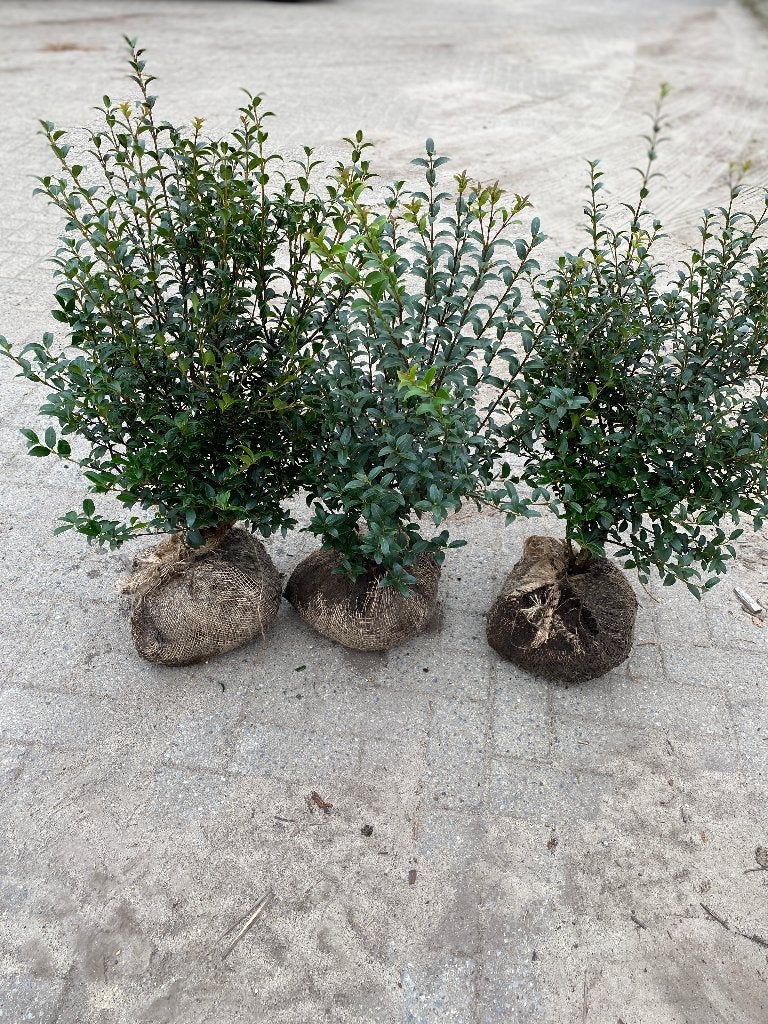 Osmanthus burkwoodii, Jardin & Terrasse, Enlèvement, Arbuste