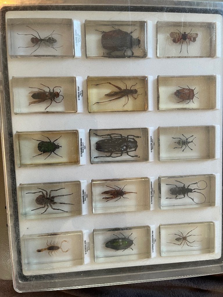 Collection d'insectes en résine GEO, Verzamelen, Dierenverzamelingen, Ophalen, Zo goed als nieuw, Insect, Overige typen