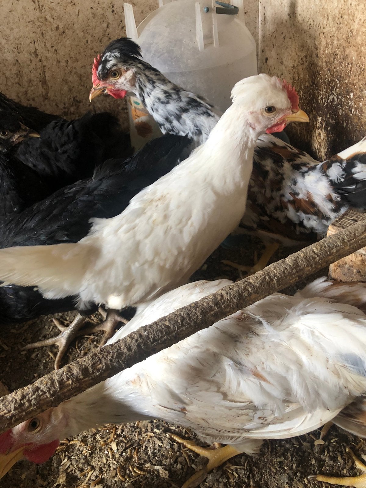 Zweedse bloemenkip, Plusieurs animaux, Poule ou poulet