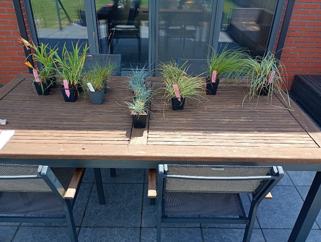 15 vaste plantjes, Tuin en Terras, Planten | Tuinplanten, Ophalen, Zomer, Vaste plant, Volle zon