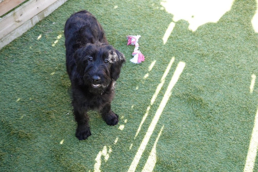 Chiots Labradoodle de taille moyenne (avec pedigree), Autres races, Plusieurs, Hépatite contagieuse (maladie de Rubarth), Belgique
