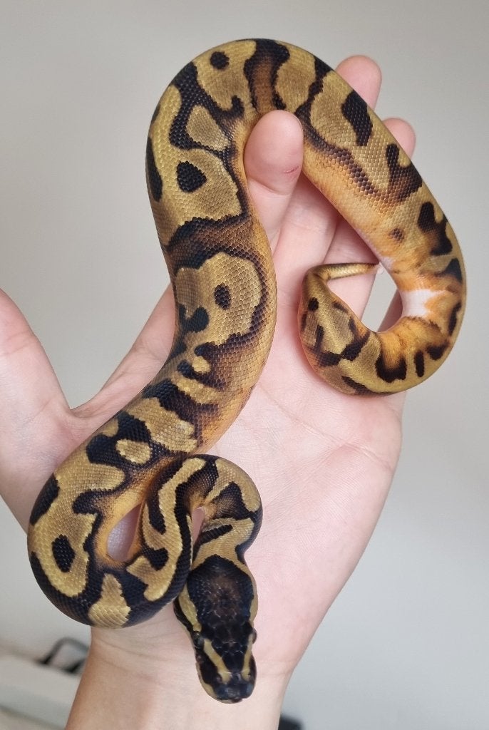 0.1 enchi piebald koningspython low white Ball Python photo 3