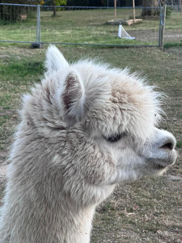 Alpaca Clara geboren 2022, Juni, Vrouwelijk