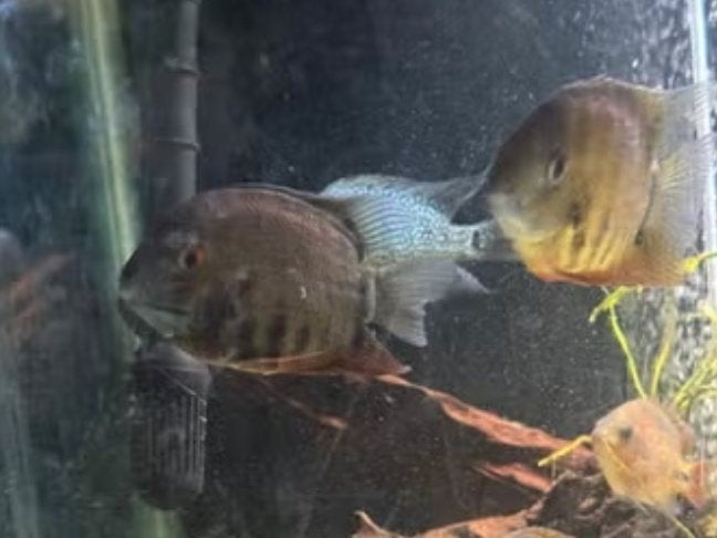 Heros cichliden roodkeel koppel, Dieren en Toebehoren, Vissen | Aquariumvissen