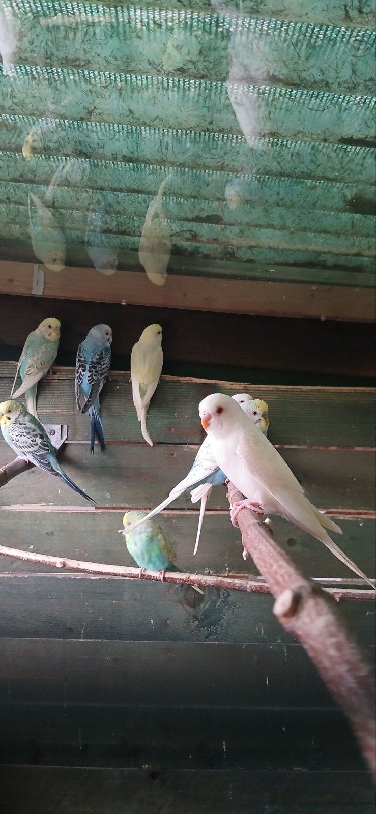 jonge grasparkieten, Animaux & Accessoires, Oiseaux | Perruches & Perroquets