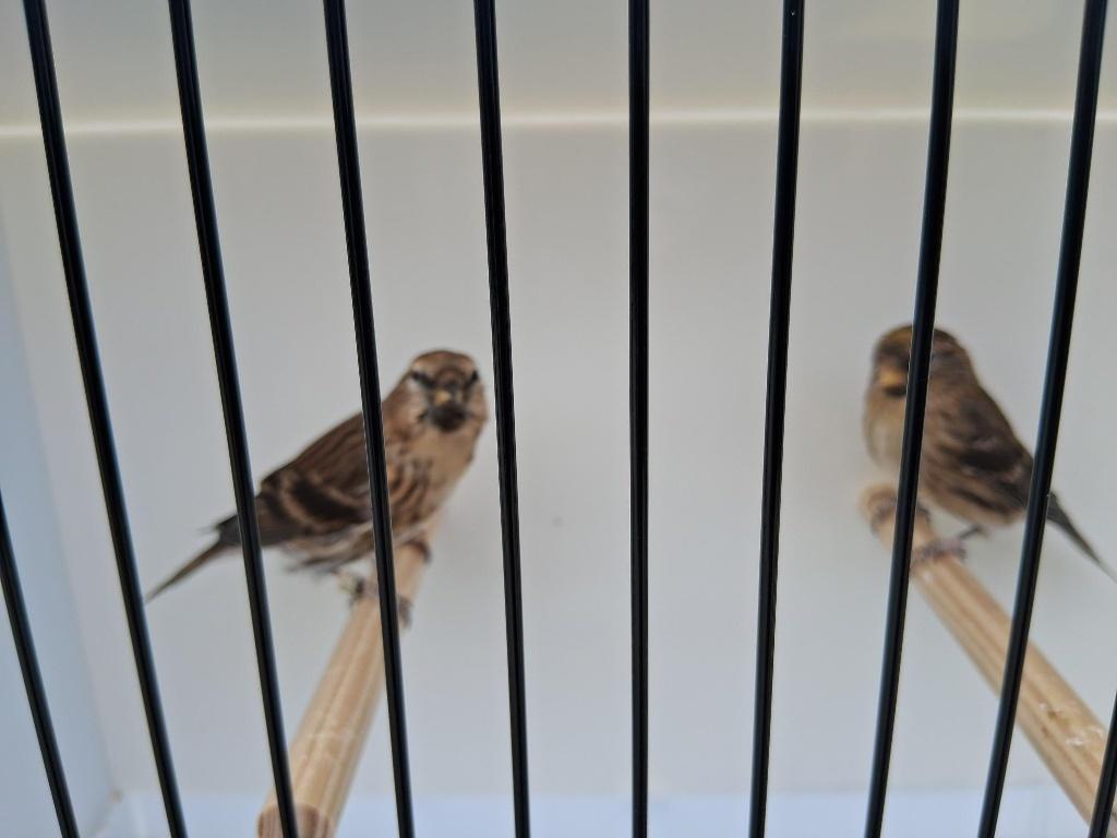 barmsijs, Dieren en Toebehoren, Vogels | Overige Vogels, Wildzangvogel, Meerdere dieren, Geringd