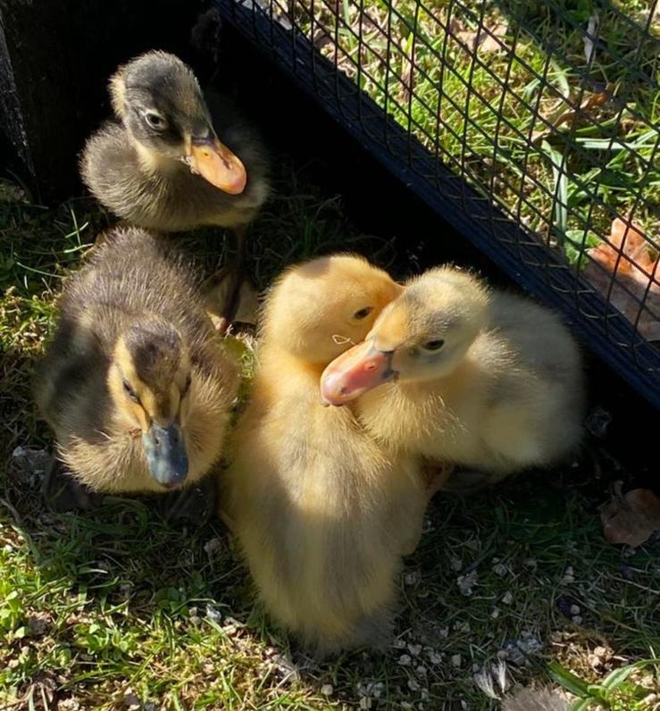 Kuikens raszuivere indische loopeend, Dieren en Toebehoren