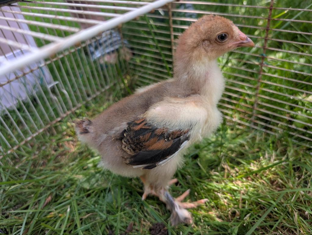 Brahma porselein haantjes, Dieren en Toebehoren, Pluimvee, Mannelijk, Kip