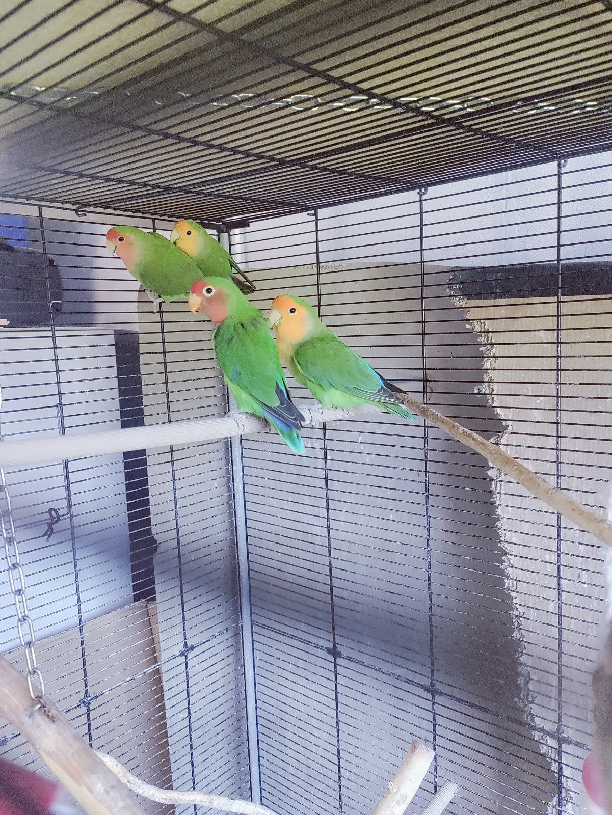 Dwergpapegaaien, Plusieurs animaux