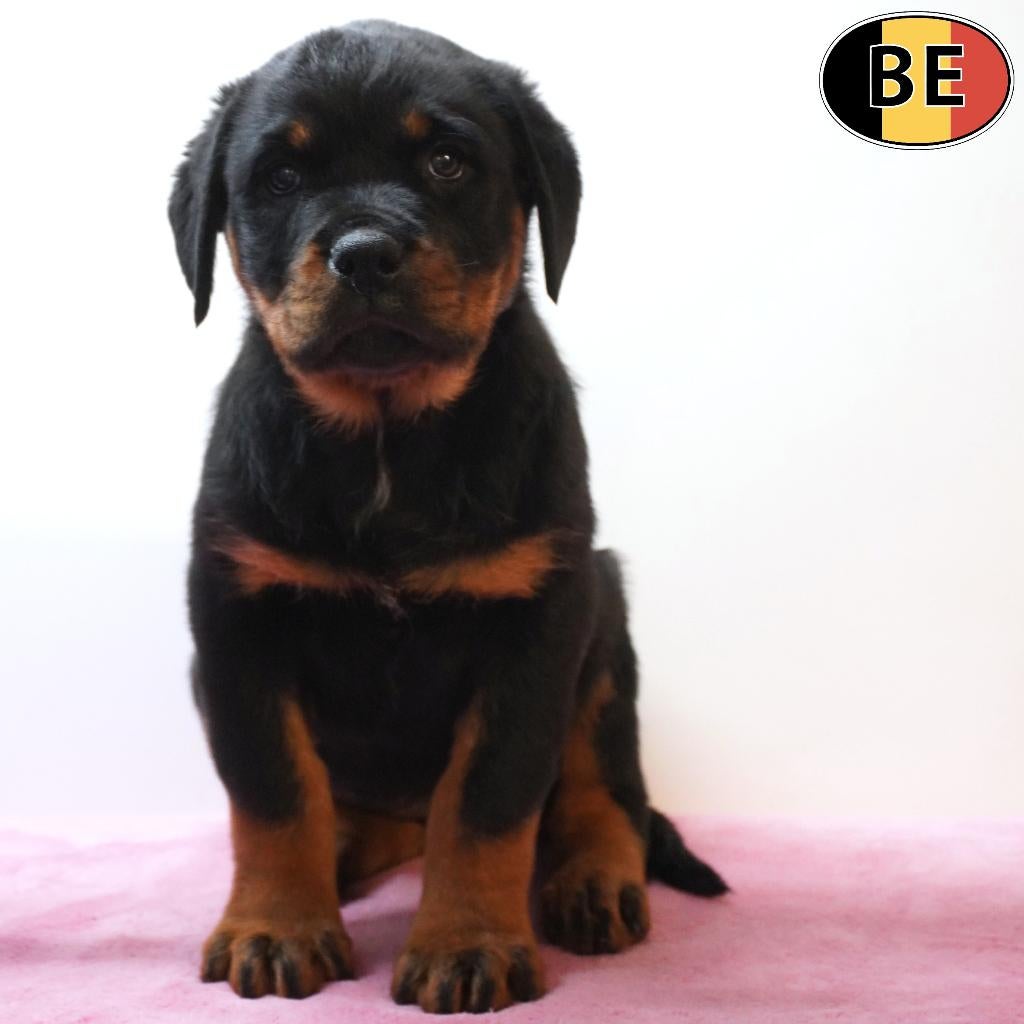 Prachtige Rottweiler (teefjes) Belgische pups te koop, Dieren en Toebehoren, Parvo, België, Handelaar, 8 tot 15 weken