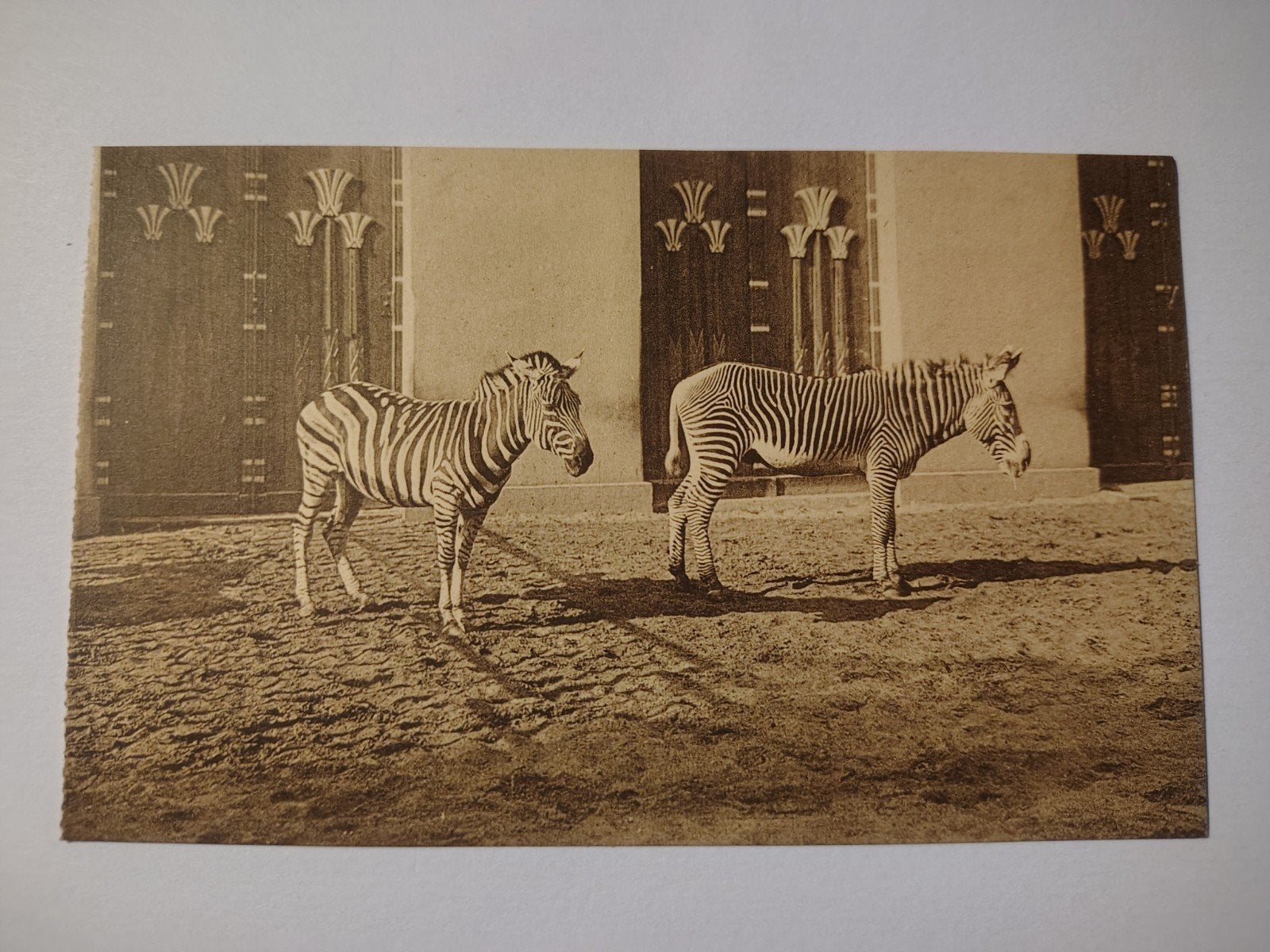 Zèbres de Grevy et Grant au zoo d'Anvers., Enlèvement ou Envoi, Anvers
