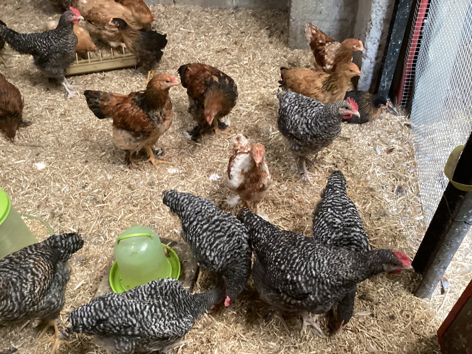 Jongen leg kipen tekoop, Poule ou poulet