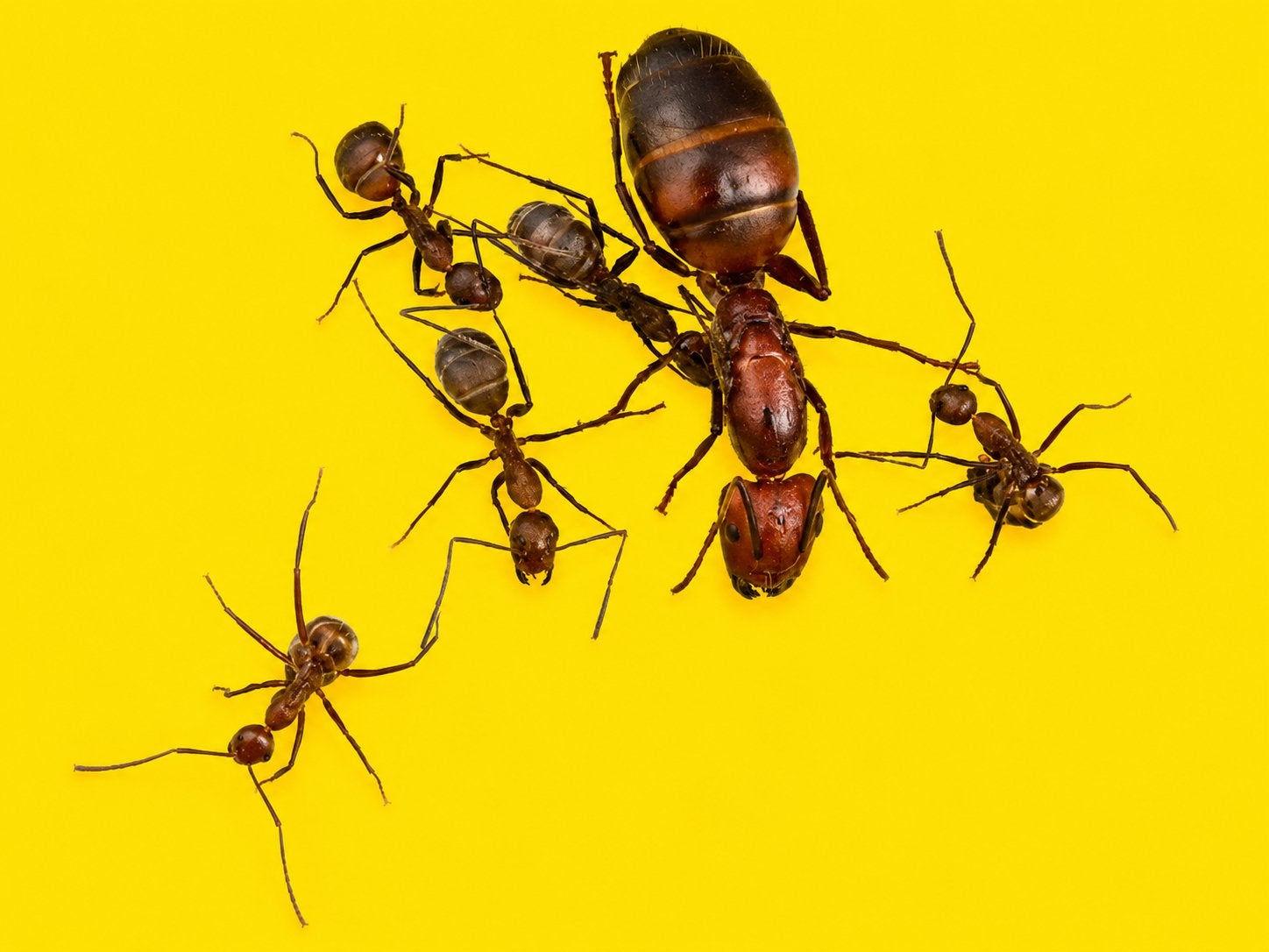 Camponotus Nicobarensis mieren koningin met 1-5 werksters, Dieren en Toebehoren, Insecten en Spinnen, Mieren