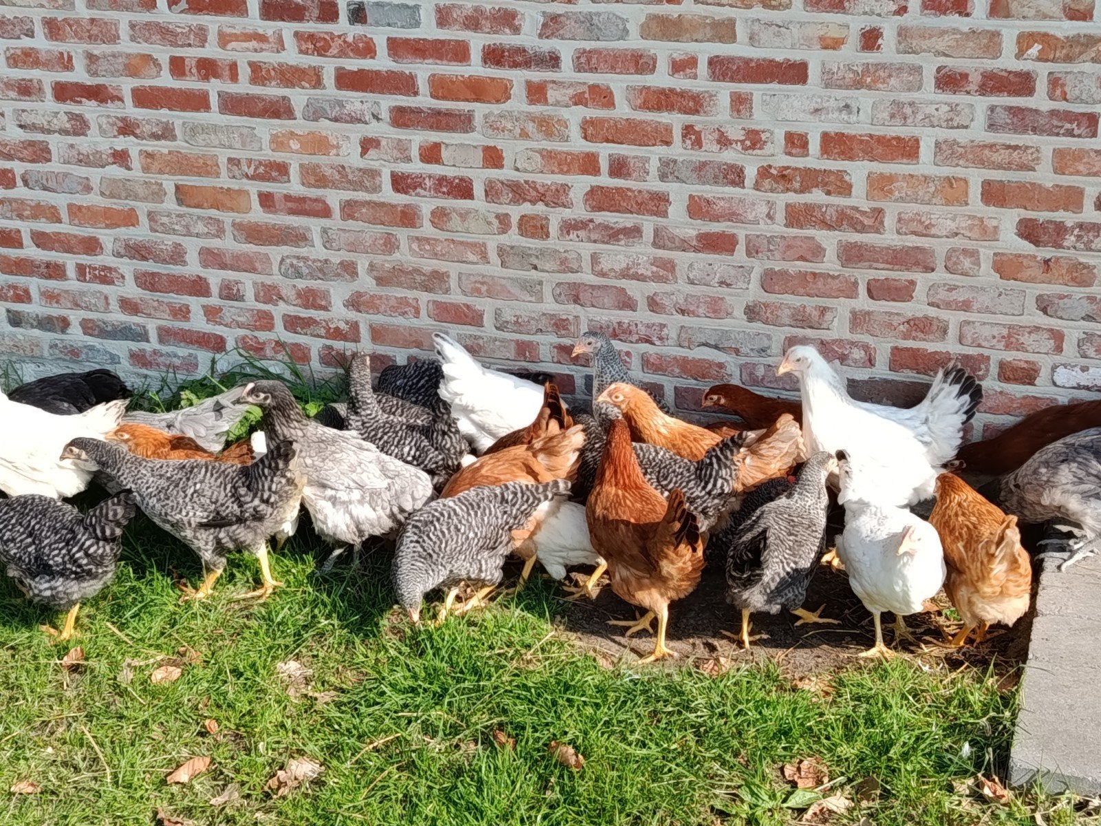 jonge legkippen in verschillende kleuren, Dieren en Toebehoren, Kip