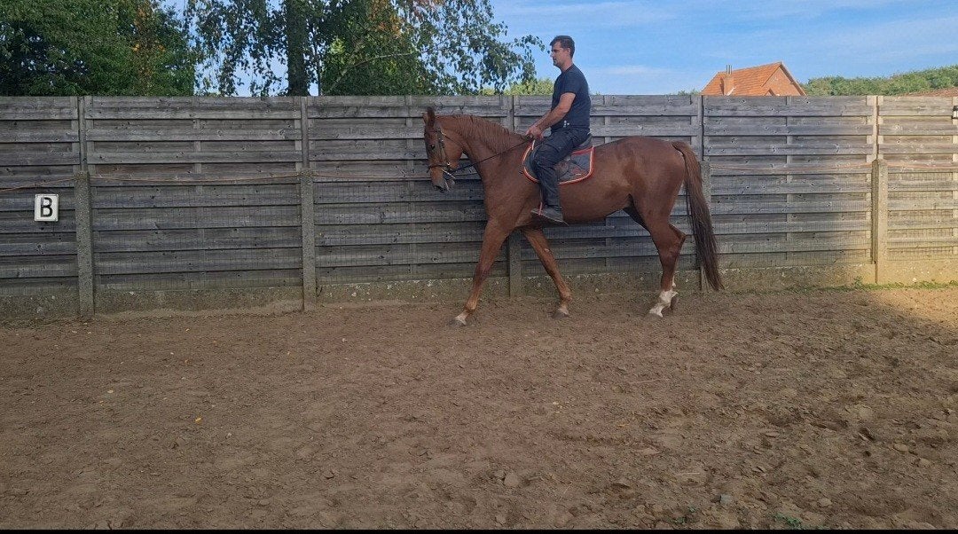 springpaard, Dieren en Toebehoren, Ruin, Zadelmak, Springpaard