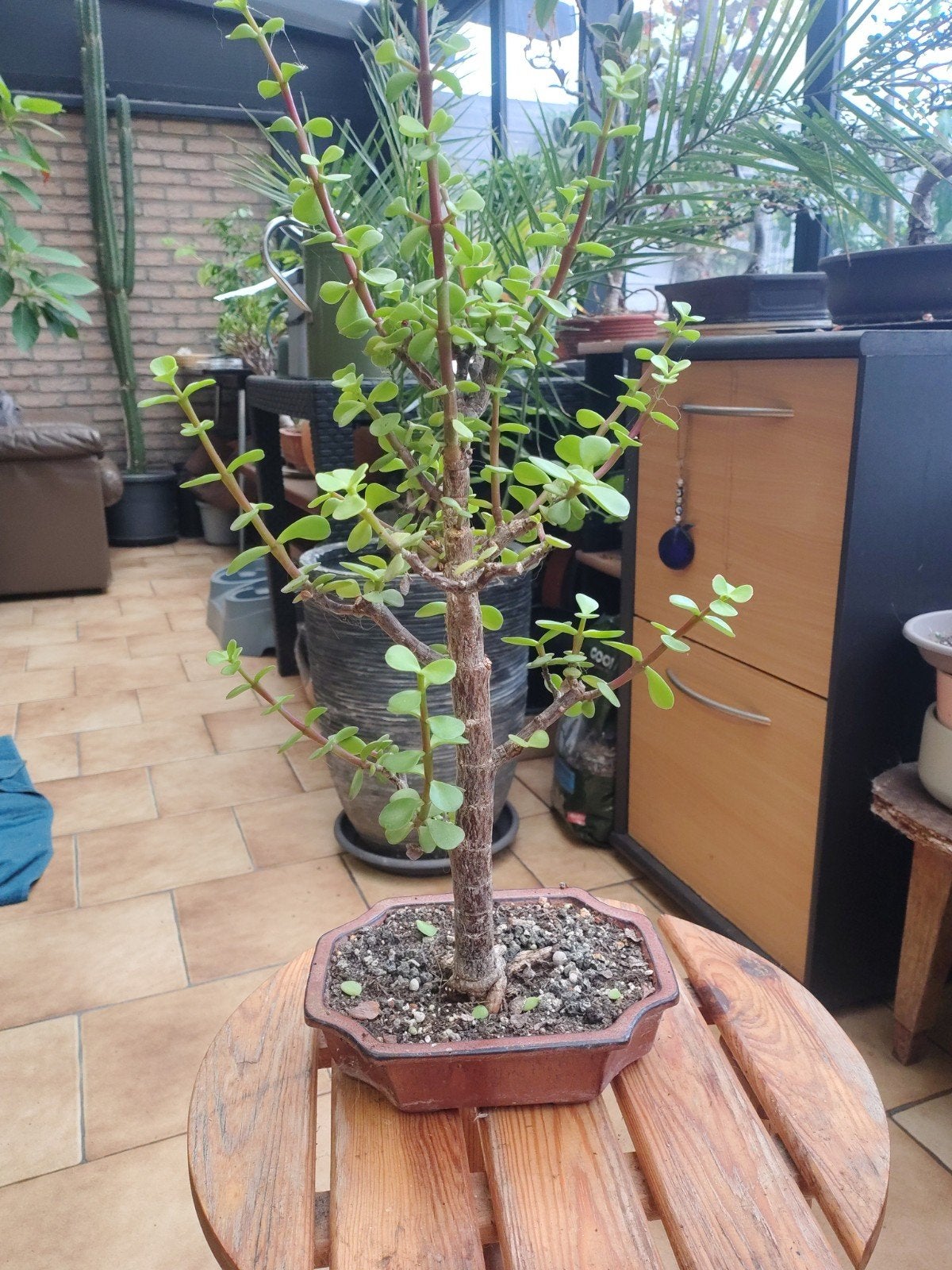 Portulacaria afra. bonsai met pot, Tuin en Terras, Ophalen of Verzenden, Halfschaduw, Minder dan 100 cm