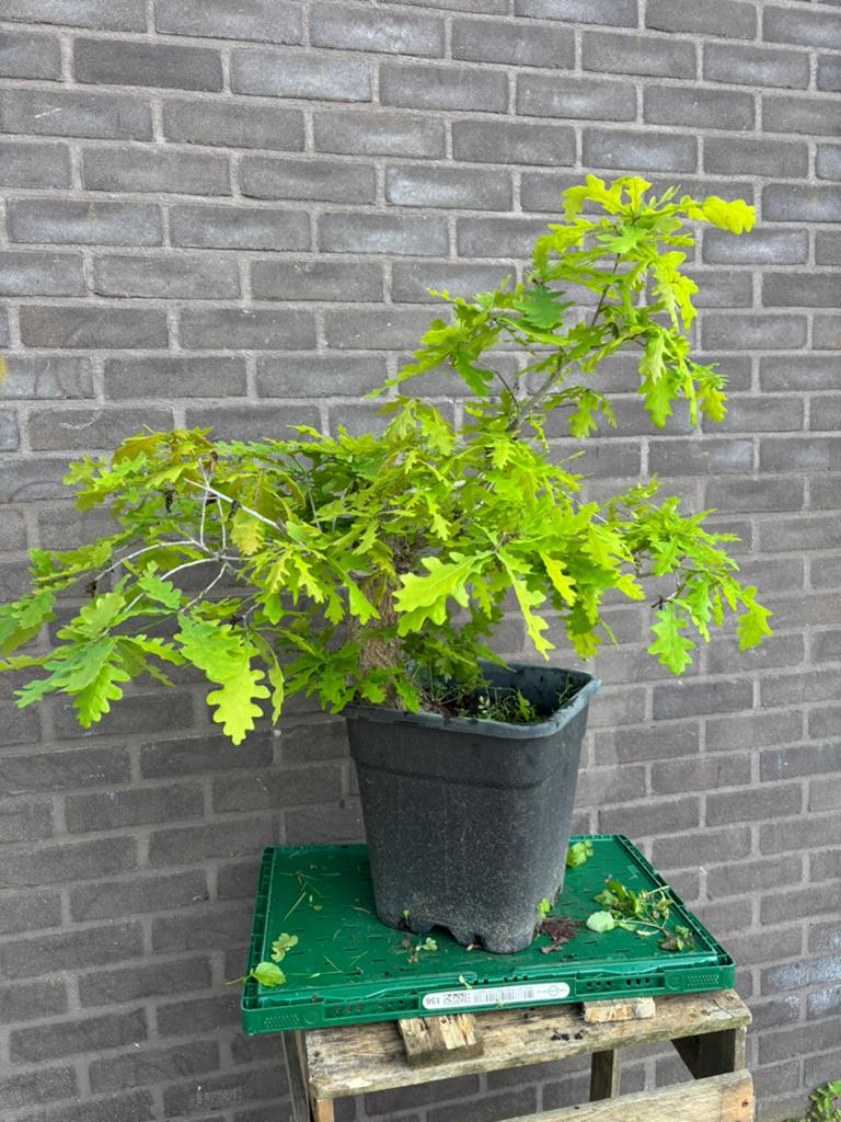 Bonsai zomer eik, Tuin en Terras, Planten | Tuinplanten, Ophalen, Zomer