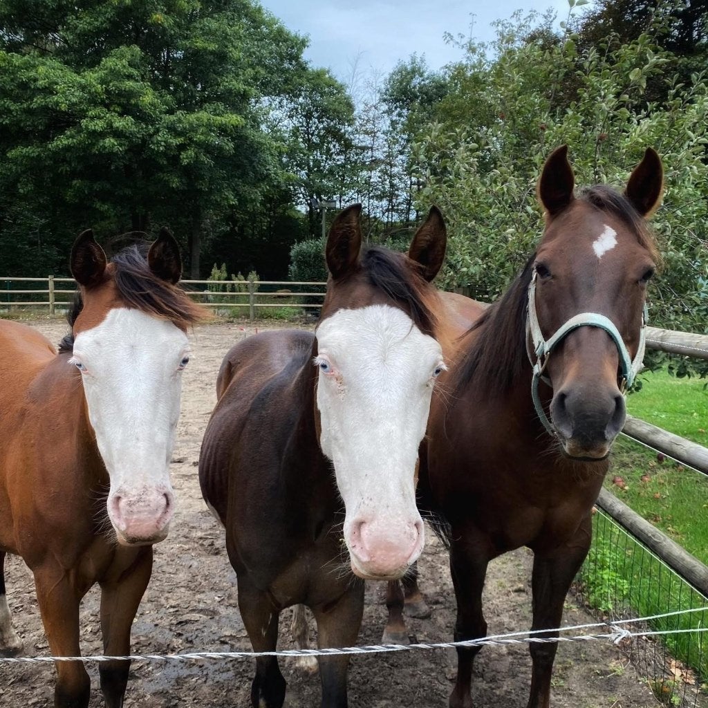 Gevraagd te huur of te leen Quarter, Dieren en Toebehoren, Paarden, Zadelmak, Westernpaard