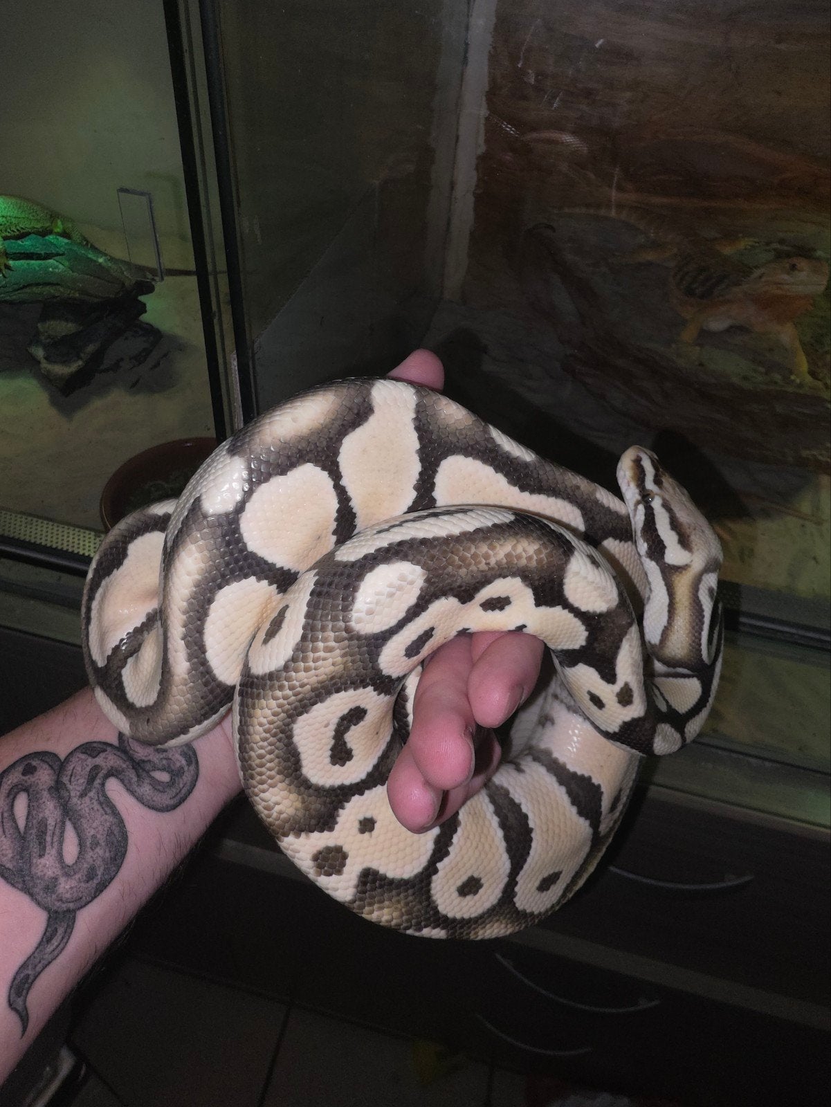verschillende prachtige koningspythons! Ball Python photo 11