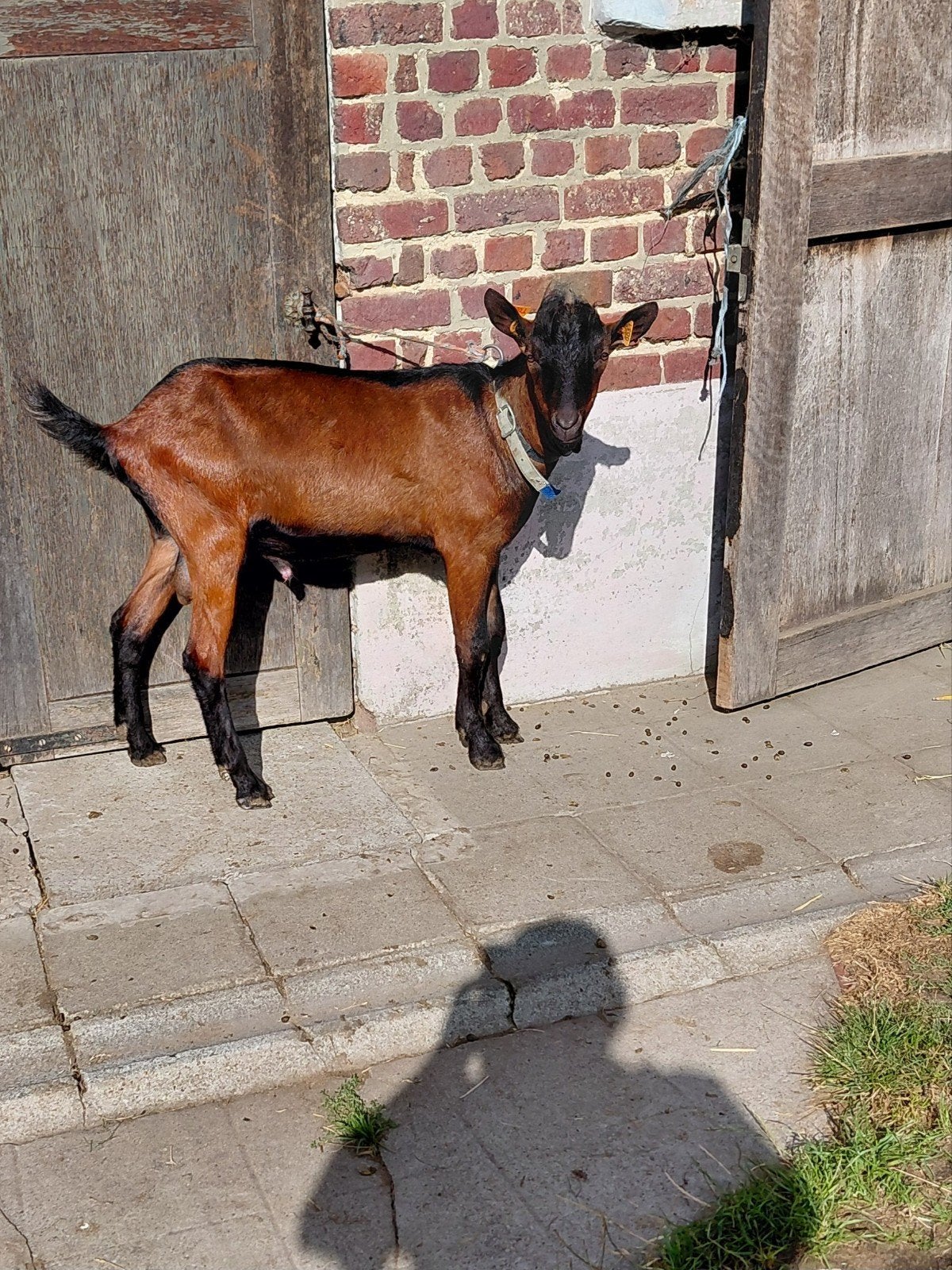 hertengeit  bok., Dieren en Toebehoren, Schapen, Geiten en Varkens