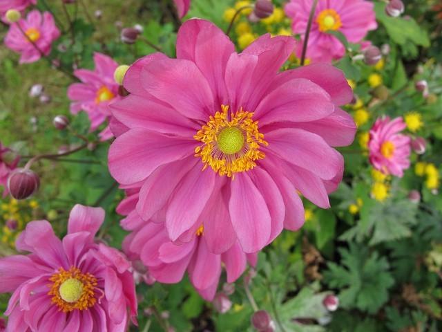 Anemone prinz Heinrich, Ophalen