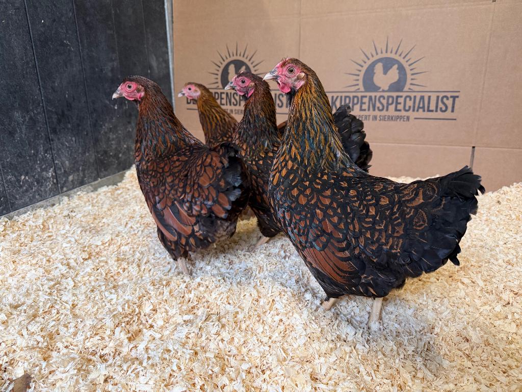 Wyandotte kriel kippen goud zwartgezoomd gesekst & ingeënt, Dieren en Toebehoren, Pluimvee, Vrouwelijk, Kip