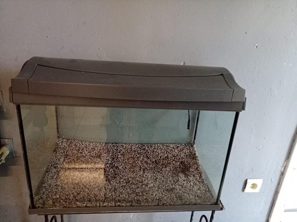 Tortue ou poisson d'aquarium, Enlèvement