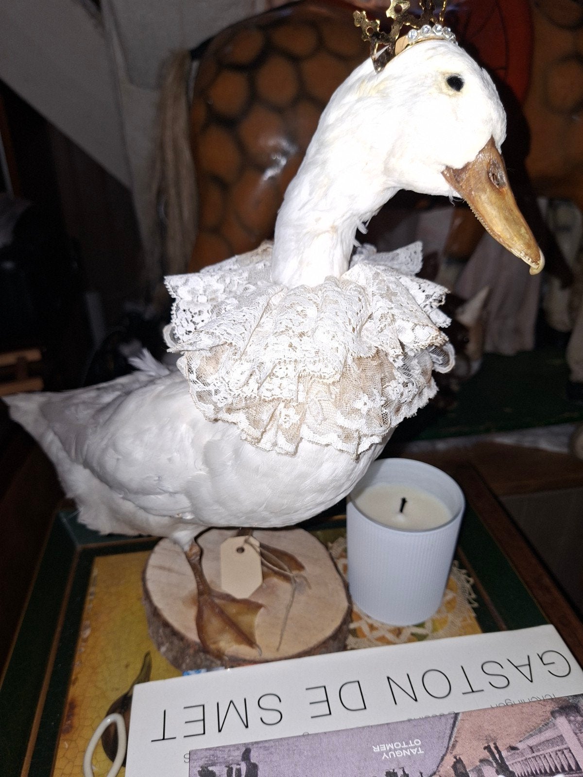 Taxidermie witte eend, Dieren en Toebehoren, Eend